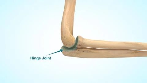 Hinge joint at elbow 3d illustration Stock Illustration