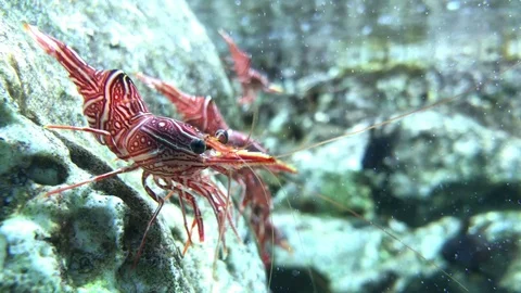 Hingebeak shrimp in aquarium Stock Footage 99499149