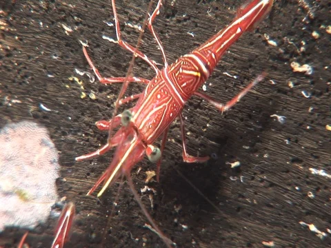 Hingebeak Shrimp Stock Footage 98702949