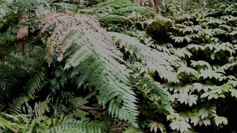 Hinking through native bush in New Zealand Stock Footage 239330090