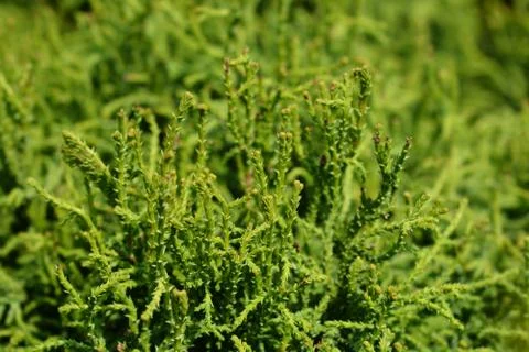 Hinoki cypress Birgit Stock Photos