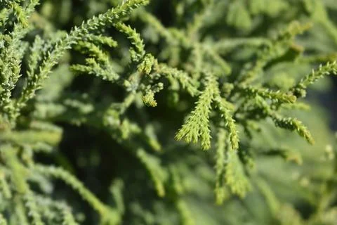 Hinoki cypress Brigitte Stock Photos