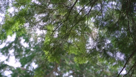 Hinoki cypress forest in the mountain 스톡 동영상 169858459