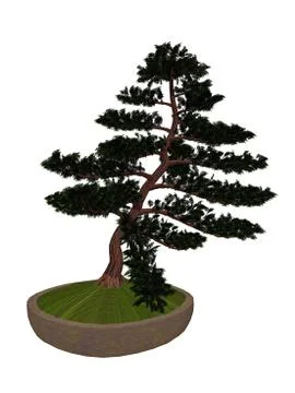 Hinoki false cypress tree bonsai - 3D render Stock Illustration