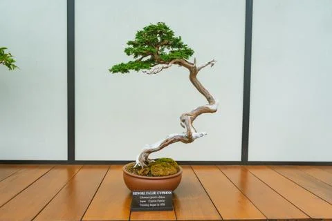 Hinoki False Cypress tree Stock Photos