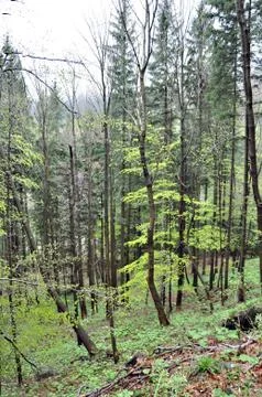 A hint of spring Stock Photos