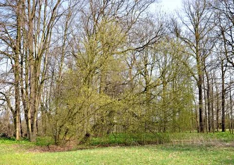 A hint of spring Stock Photos