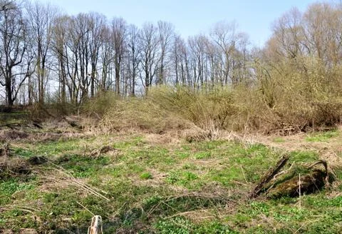 A hint of spring Foto stock