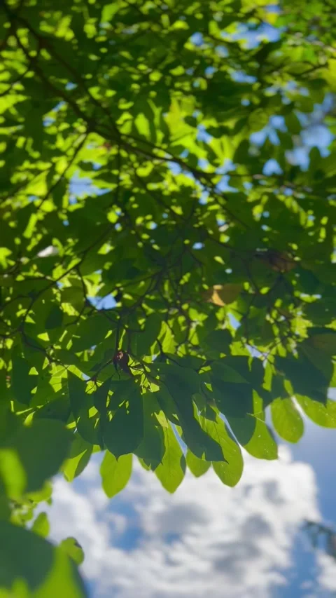 Hint of Sunshie Stock Footage 287653477
