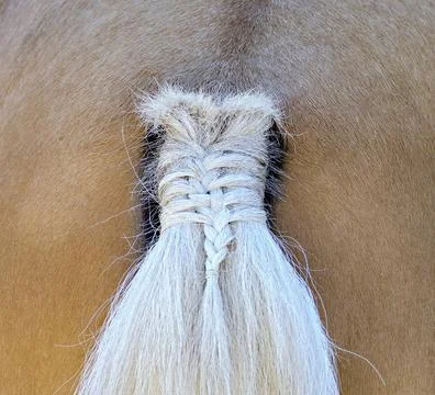 Hinteransicht eines Pferdes mit geflochtenem Schweif Hinteransicht eines P... Stock Photos
