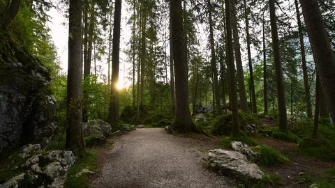 Hintersee forest Stock-Footage 129041606