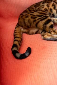 Hinterteil einer reinrassigen Bengal - Katze *** Backside a purebred Benga... Stock Photos