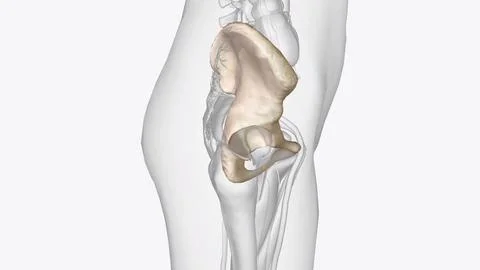 The hip bone is comprised of the three parts; the ilium, pubis and ischium Illustrazione stock