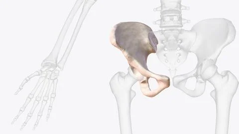 The hip bone is comprised of the three parts; the ilium, pubis and ischium Stock Illustration