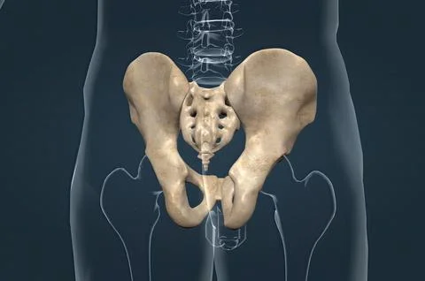 The hip bone is a large flat bone, constricted in the center and expanded a.. Stock Illustration