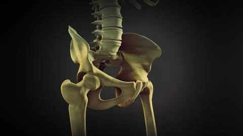 The hip bone or coxal bone Ilustración de archivo