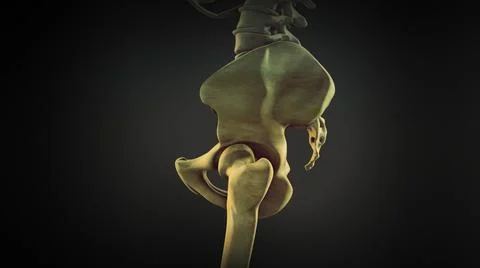 The hip bone or coxal bone Illustrazione stock