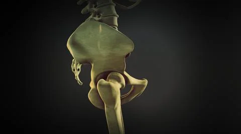 The hip bone or coxal bone イラスト素材