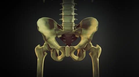 The hip bone or coxal bone 스톡 일러스트