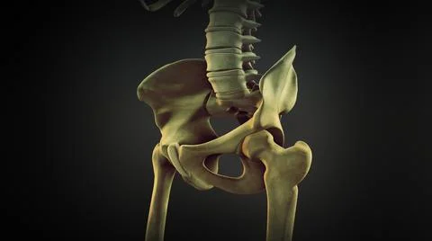 The hip bone or coxal bone イラスト素材