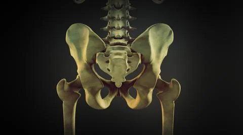 The hip bone or coxal bone 스톡 일러스트