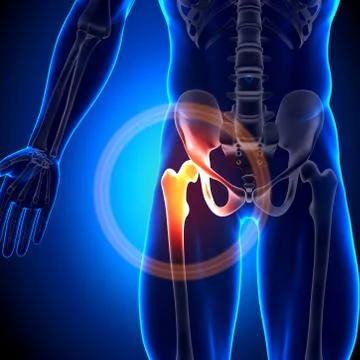 Hip Joint - Anatomy Bones Stock Illustration
