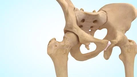 Hip joint bones of 3d illustration Illustrazione stock