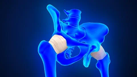 The hip joint capsule of 3d illustration Stock-Illustration