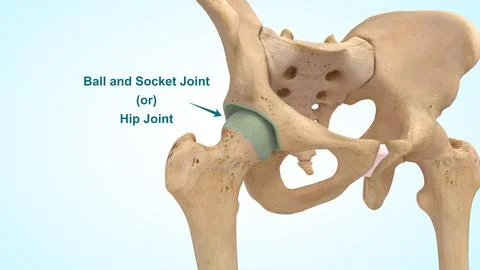 Hip joint or Ball and socket of 3d illustration Stock Illustration