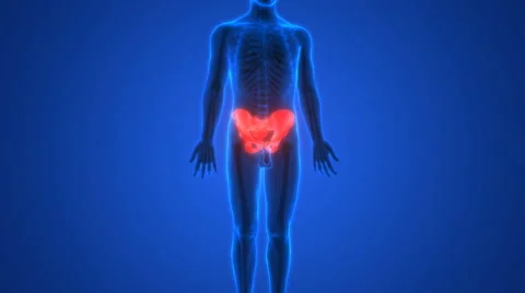 Hip joint with Sacrum skeleton x-ray scan 스톡 동영상 68980717