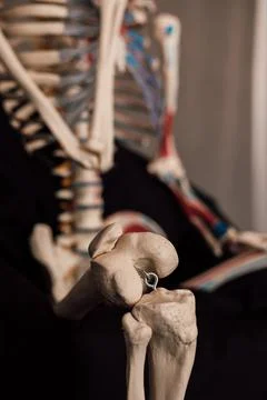 Hip joint. Skeleton for the study of the human body. Foto stock