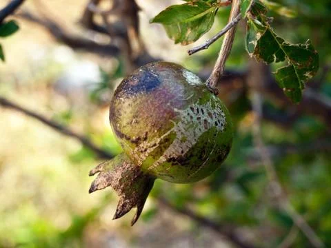Hip in nature Stock Photos