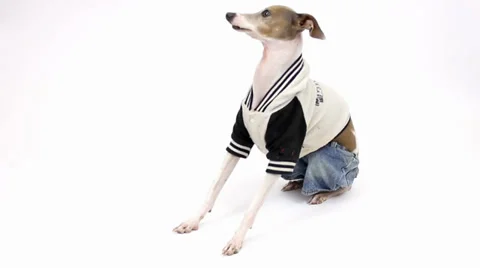 Hiphopdog2 스톡 동영상 30442875