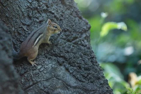 ?hipmunk on tree Stock Photos