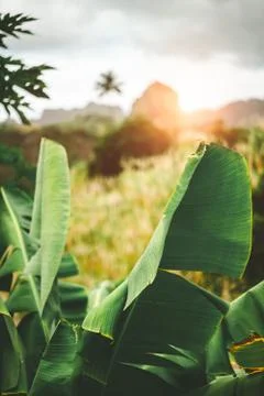 Hipnotising sunset behind mountain range. Bananaleavs and sugarcane in the Stock Photos