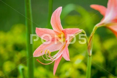 Hippeastrum flower Stock Photos