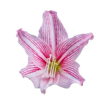 Hippeastrum isolate Stock Photos