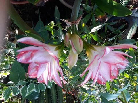 Hippeastrum johnsonii Bury Stock Photos