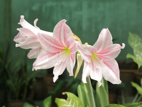 Hippeastrum Stock Photos