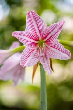 Hippeastrum Stock Photos
