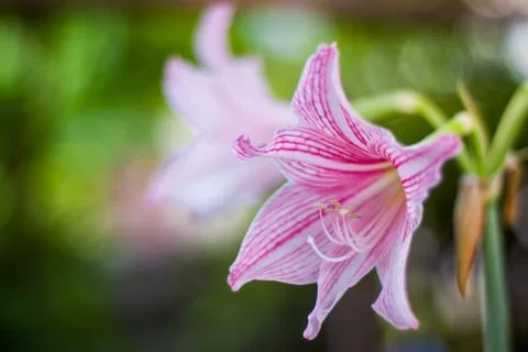 Hippeastrum Foto stock