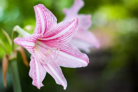 Hippeastrum Stock Photos