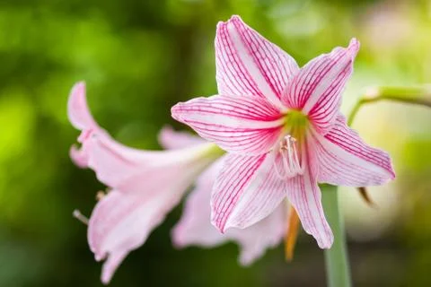 Hippeastrum Stock Photos