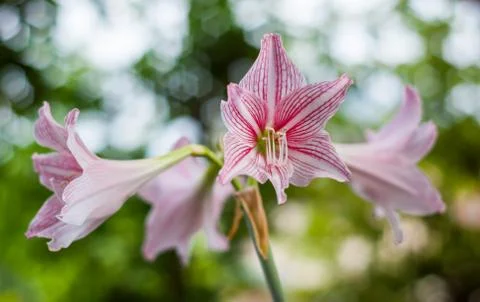 Hippeastrum Stock Photos