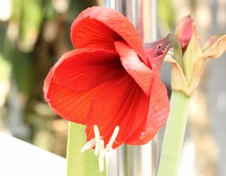 Hippeastrum Stock Photos