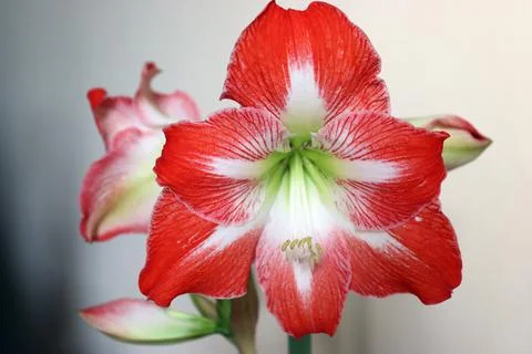 Hippeastrum Stock Photos