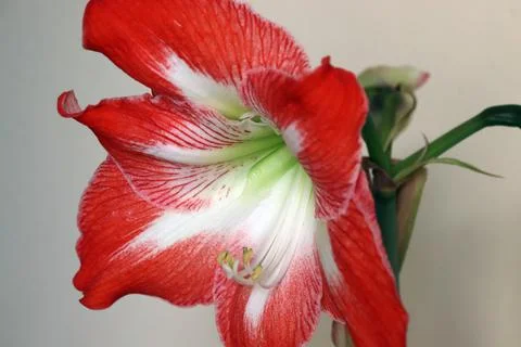 Hippeastrum Stock Photos