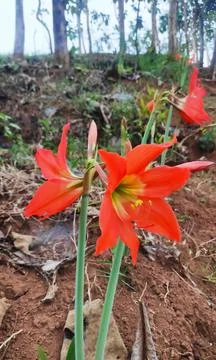 Hippeastrum Foto stock