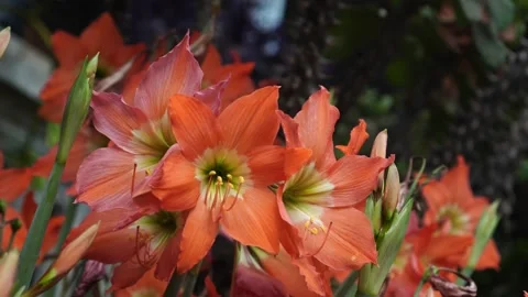 Hippeastrum striatum Stock Footage 265062733