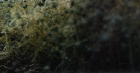 Hipper macro of mold on food, bread. Stock Footage 85770695